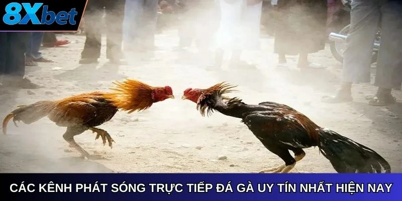 Các kênh phát sóng trực tiếp đá gà uy tín nhất hiện nay