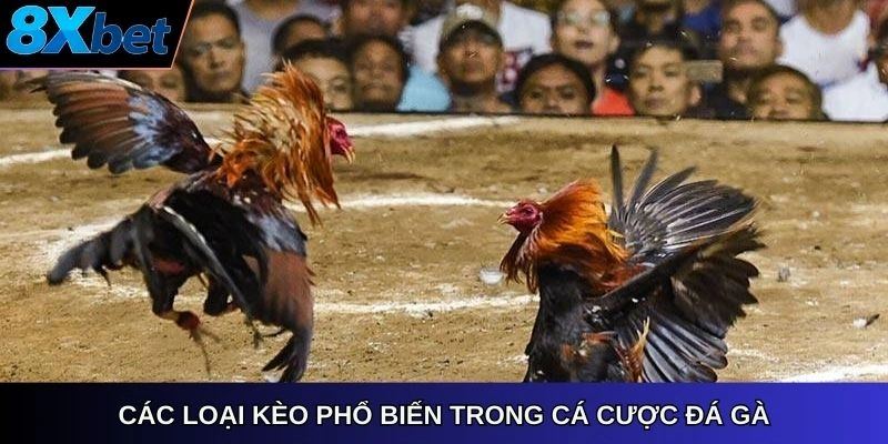 Các loại kèo phổ biến trong cá cược đá gà
