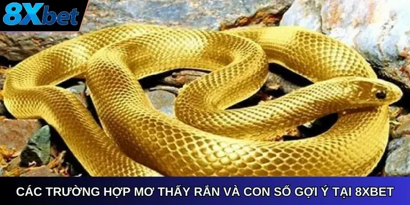 Các trường hợp mơ thấy rắn và con số gợi ý tại 8xbet
