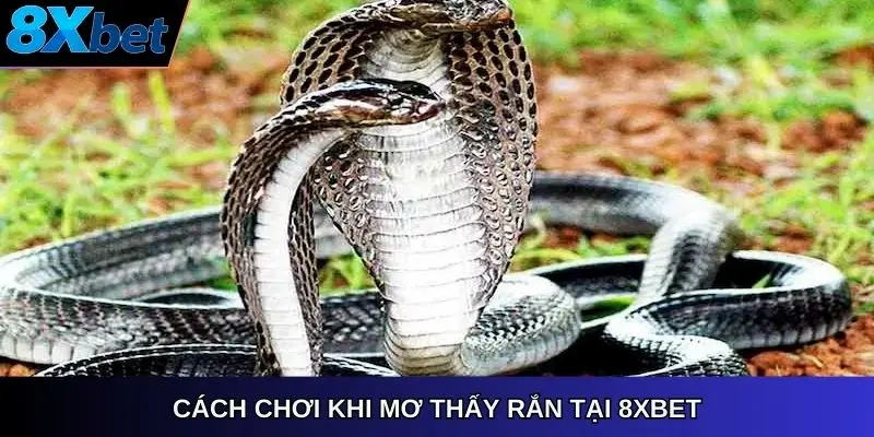 Cách chơi khi mơ thấy rắn tại 8xbet