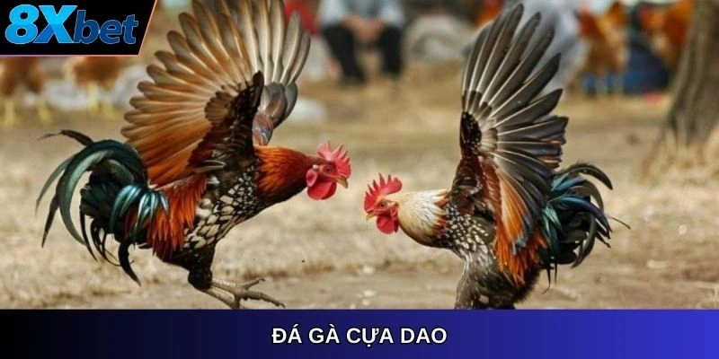 Đá gà cựa dao 8XBET, trận chiến tốc độ và quyết liệt.
