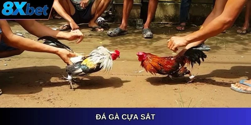 Đá gà cựa sắt 8XBET, đỉnh cao kịch tính của môn đá gà
