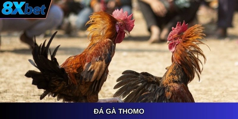 Đá gà Thomo, trường gà Campuchia nổi tiếng nhất khu vực