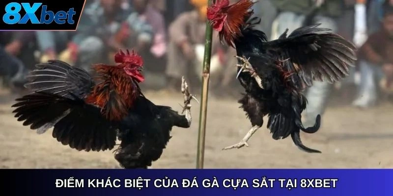 Điểm khác biệt của đá gà cựa sắt tại 8xbet