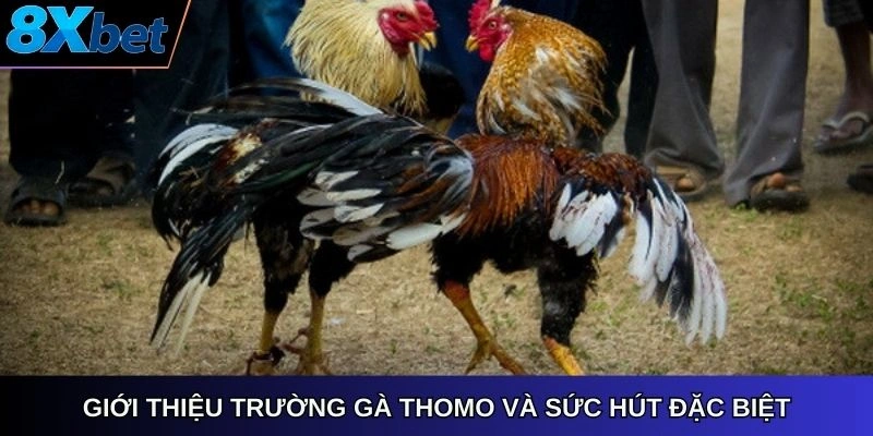 Giới thiệu trường gà Thomo và sức hút đặc biệt