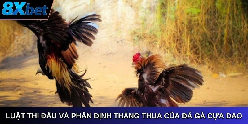 Luật thi đấu và cách phân định thắng thua của đá gà cựa dao