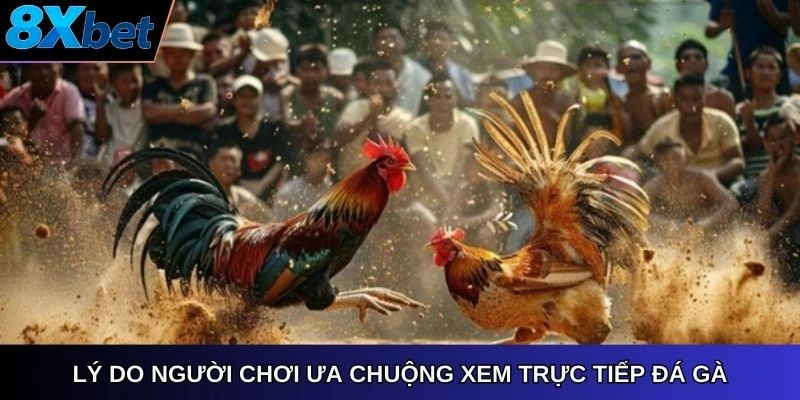 Lý do người chơi ưa chuộng xem trực tiếp đá gà 8xbet online