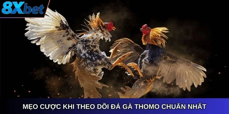 Mẹo cược khi theo dõi đá gà Thomo chuẩn nhất