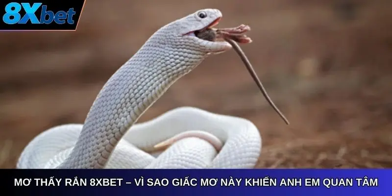 Mơ thấy rắn 8xbet – Vì sao giấc mơ này thường khiến anh em quan tâm