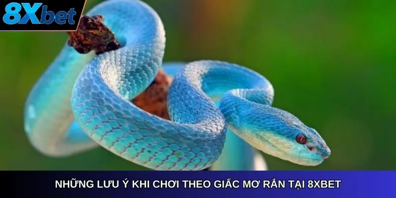 Những lưu ý khi chơi theo giấc mơ rắn tại 8xbet