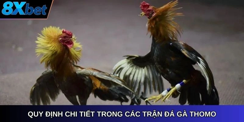 Quy định chi tiết trong các trận đá gà Thomo