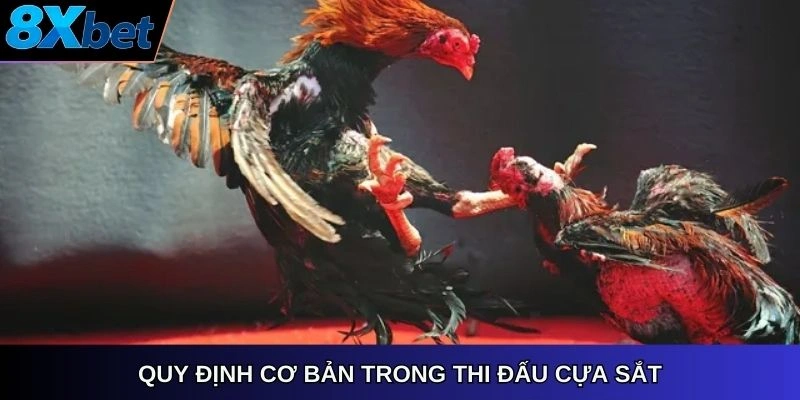 Quy định cơ bản trong thi đấu cựa sắt