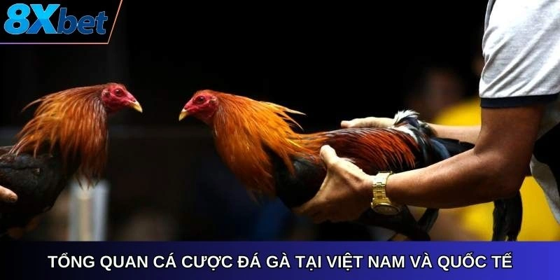 Tổng quan cá cược đá gà tại Việt Nam và quốc tế